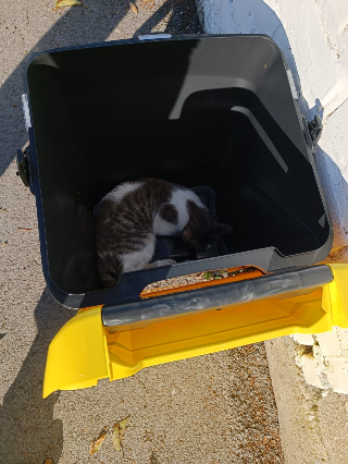 Ortona - Gattino ferito abbandonato davanti al canile: appello della Lida